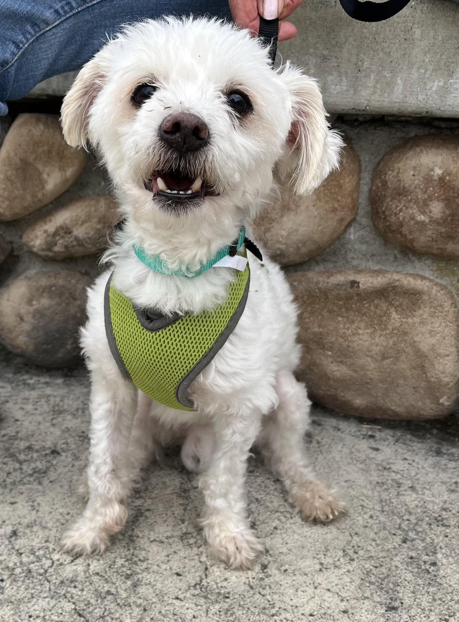 Enlarge Casper, an adopted mixed breed in Mission Viejo, CA image 3/4
