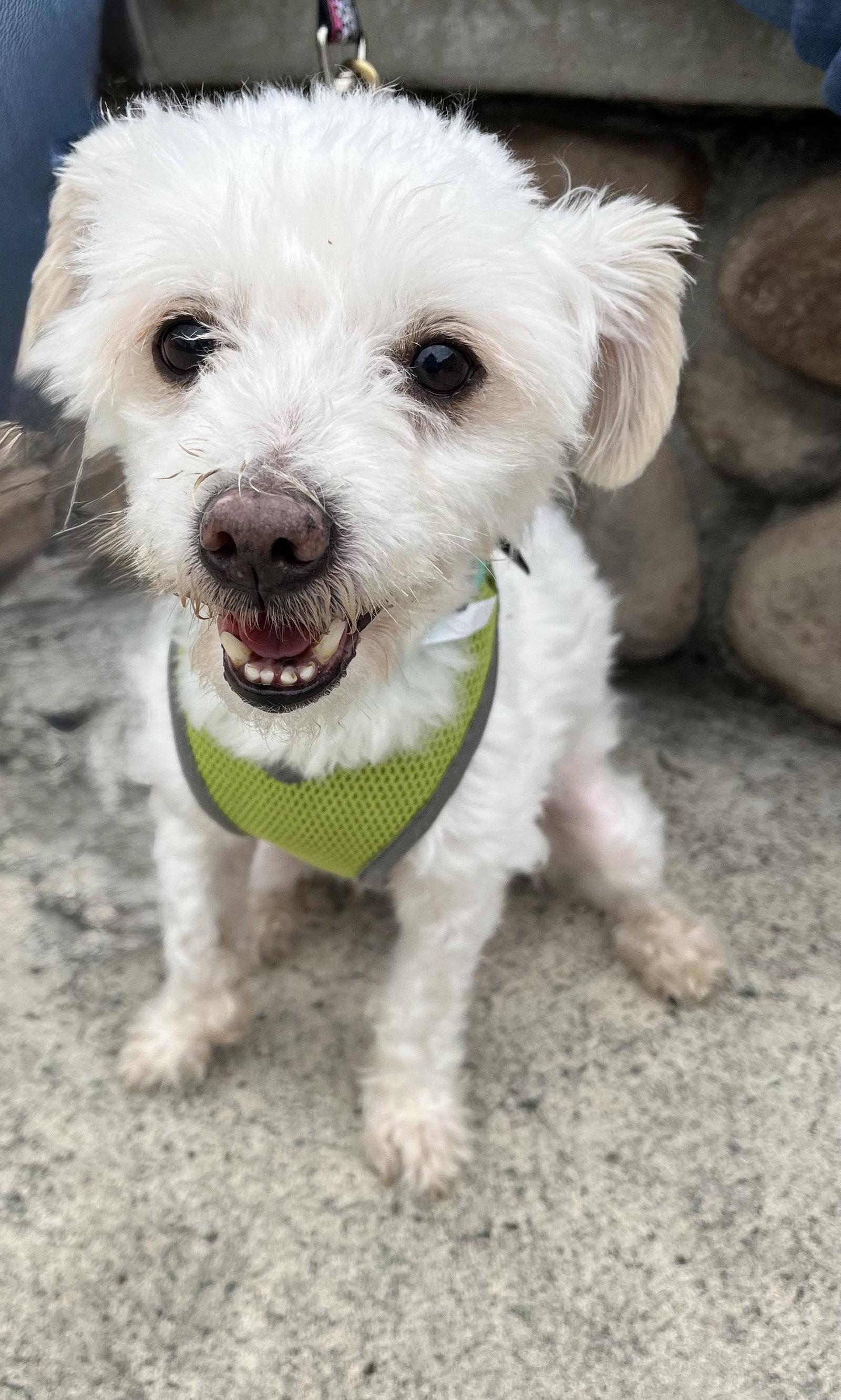 Enlarge Casper, an adopted mixed breed in Mission Viejo, CA image 1/4