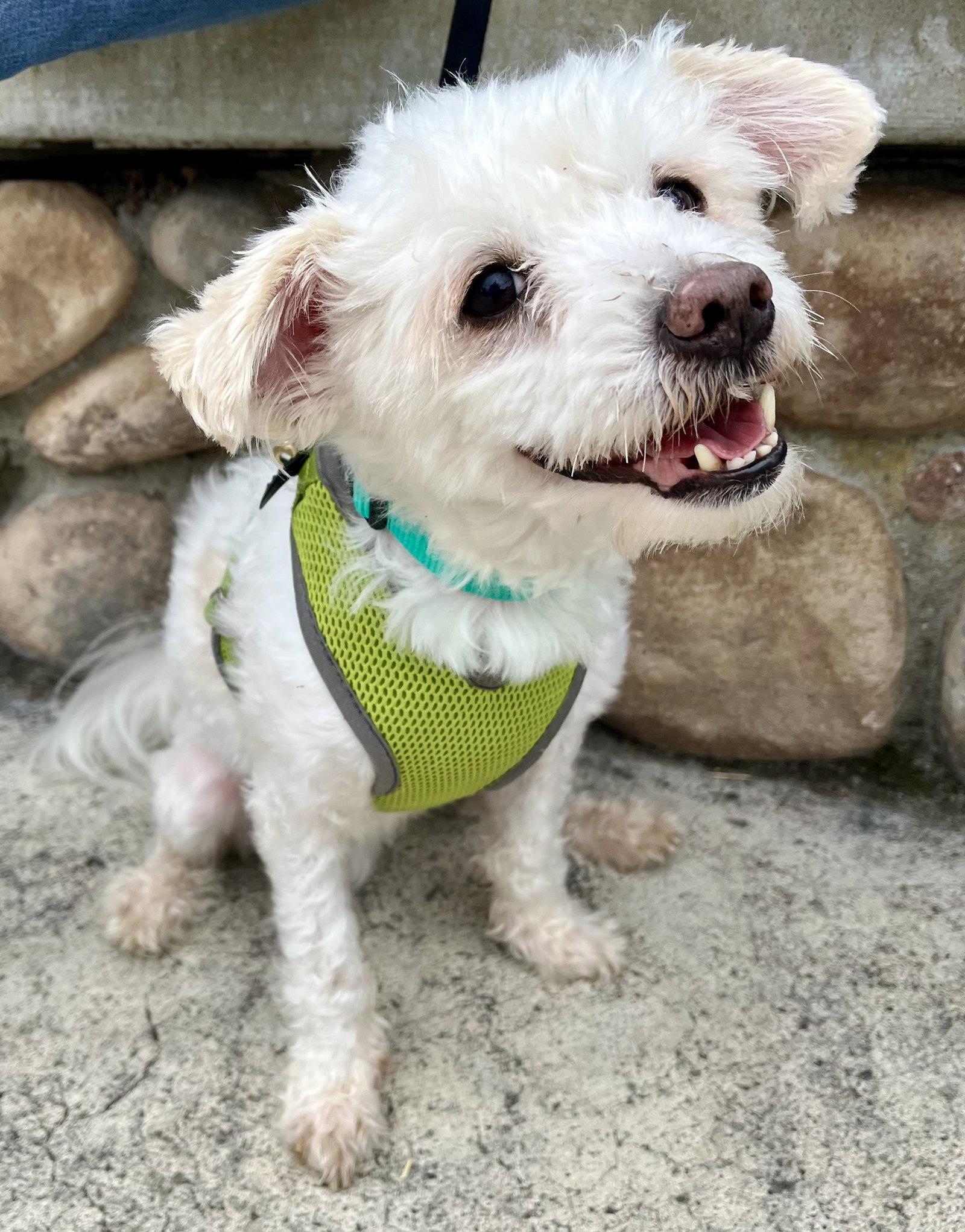 Enlarge Casper, an adopted mixed breed in Mission Viejo, CA image 4/4