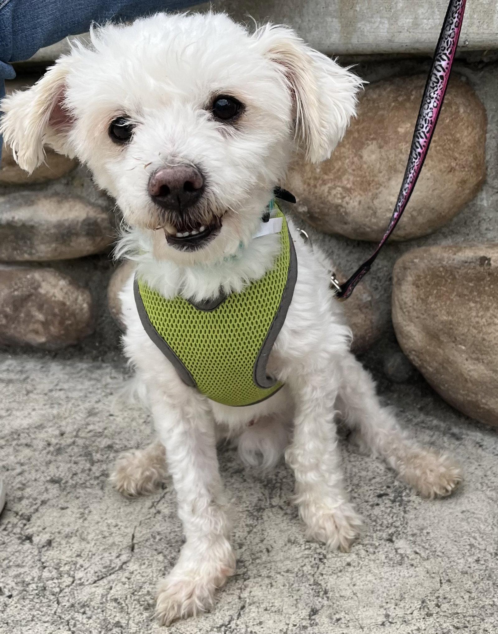 Enlarge Casper, an adopted mixed breed in Mission Viejo, CA image 2/4