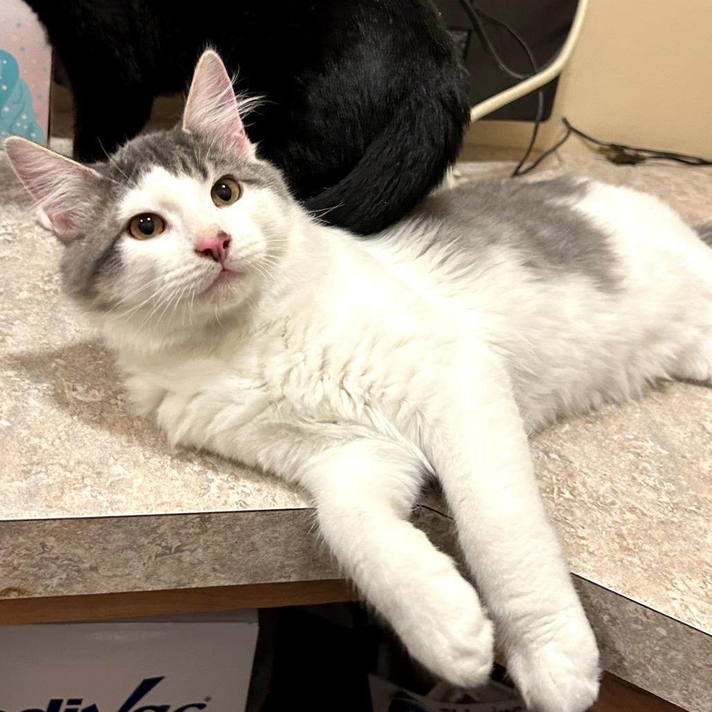 Enlarge Schroder, a Adoptable Domestic Medium Hair in Meridian, ID image 1/2