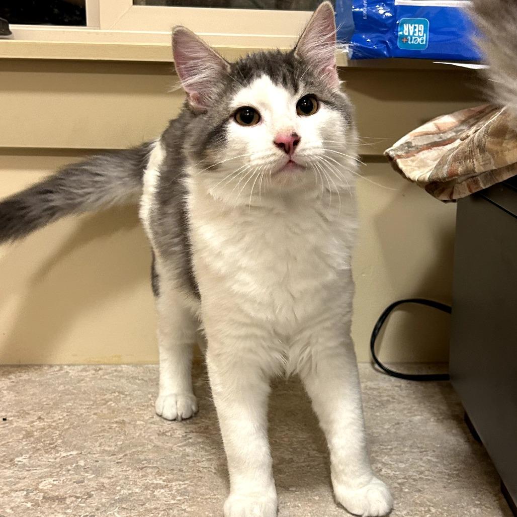 Enlarge Schroder, a Adoptable Domestic Medium Hair in Meridian, ID image 2/2