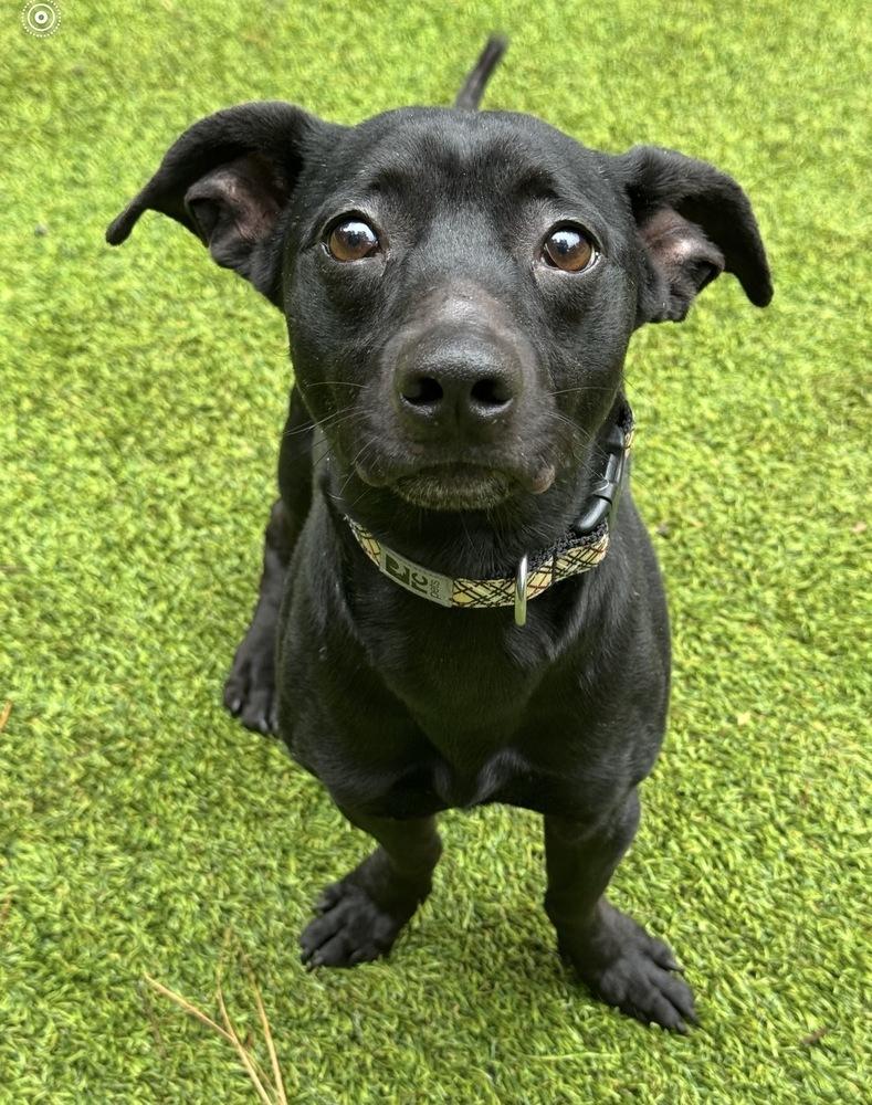 Grady, Adoptable, Adult Male Mixed Breed.