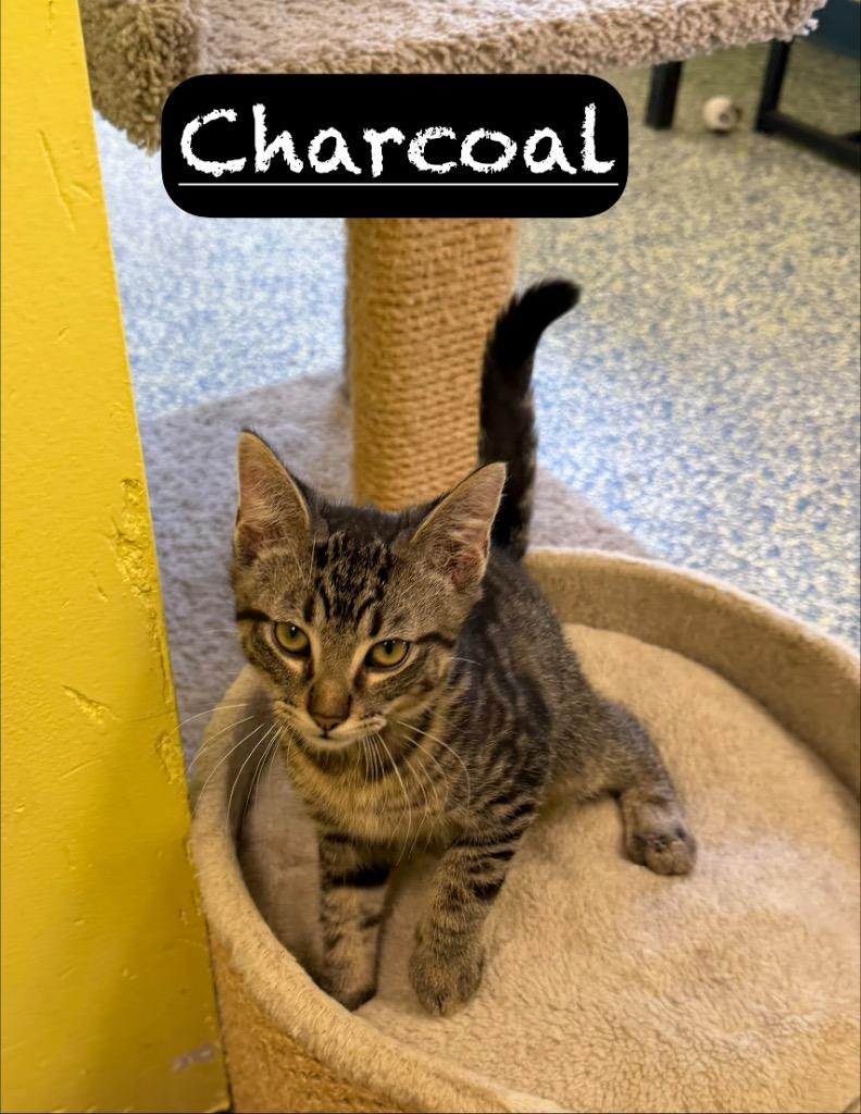 Charcoal, Adoptable, Kitten Male Domestic Medium Hair.