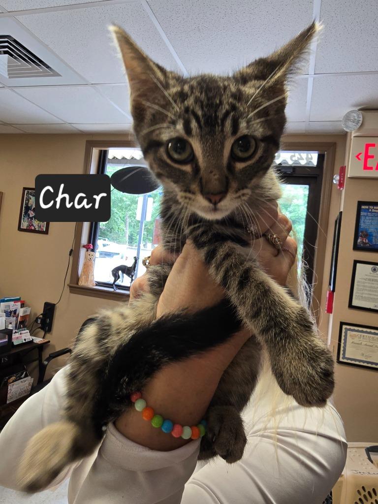 Charcoal, a Adoptable mixed breed in Maumelle, AR image 2/3