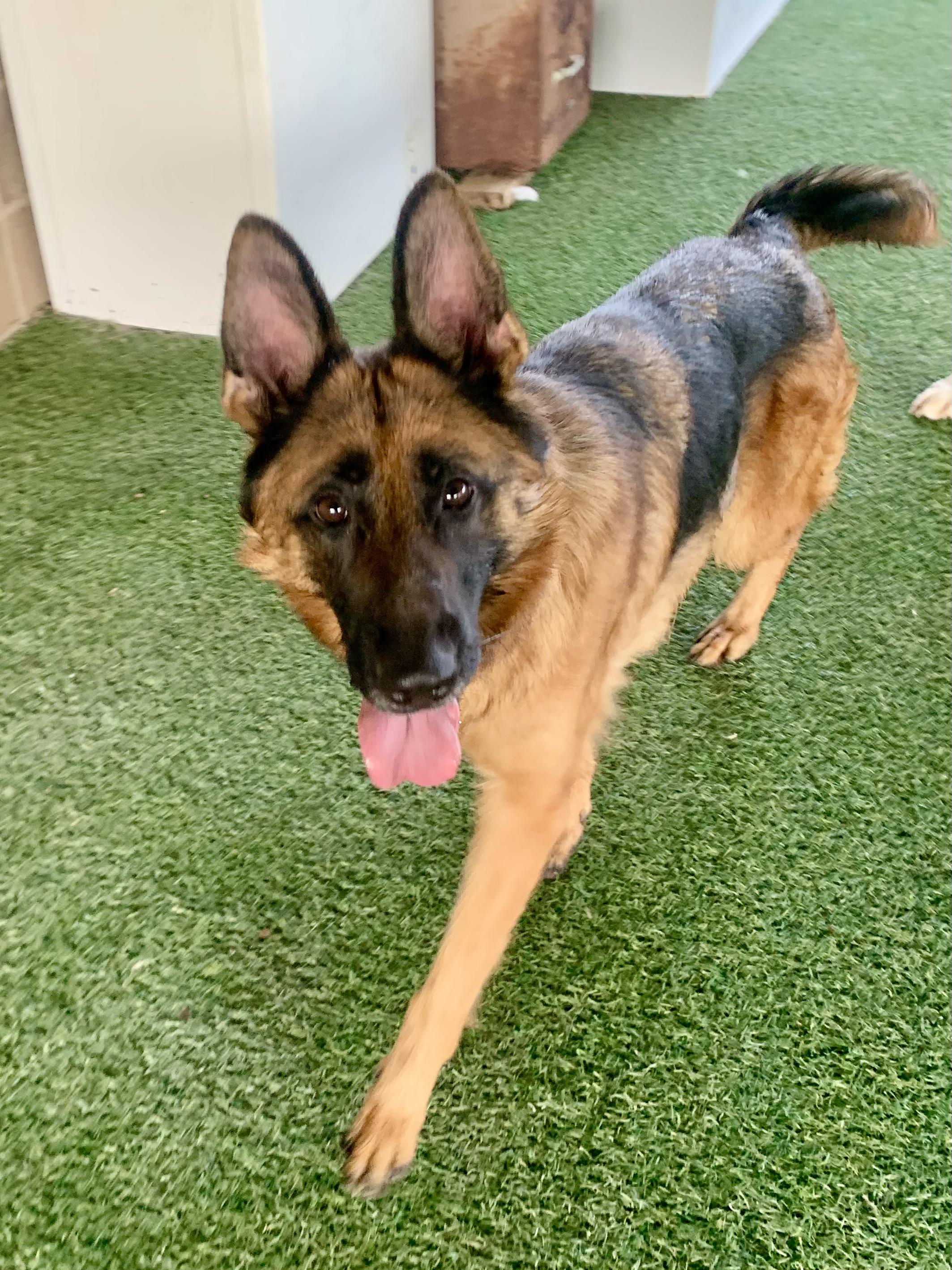 Kyrie, Adoptable, Adult Female Shepherd.