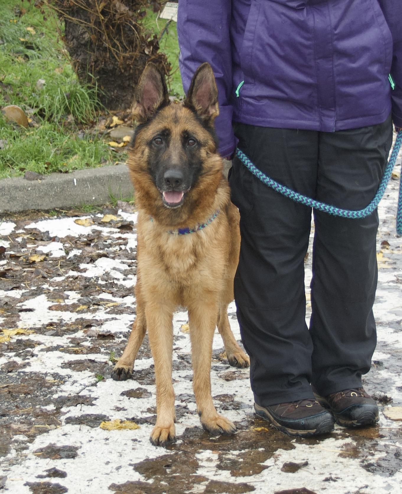 Enlarge Kyrie, a Adoptable Shepherd in Grass Valley, CA image 1/1