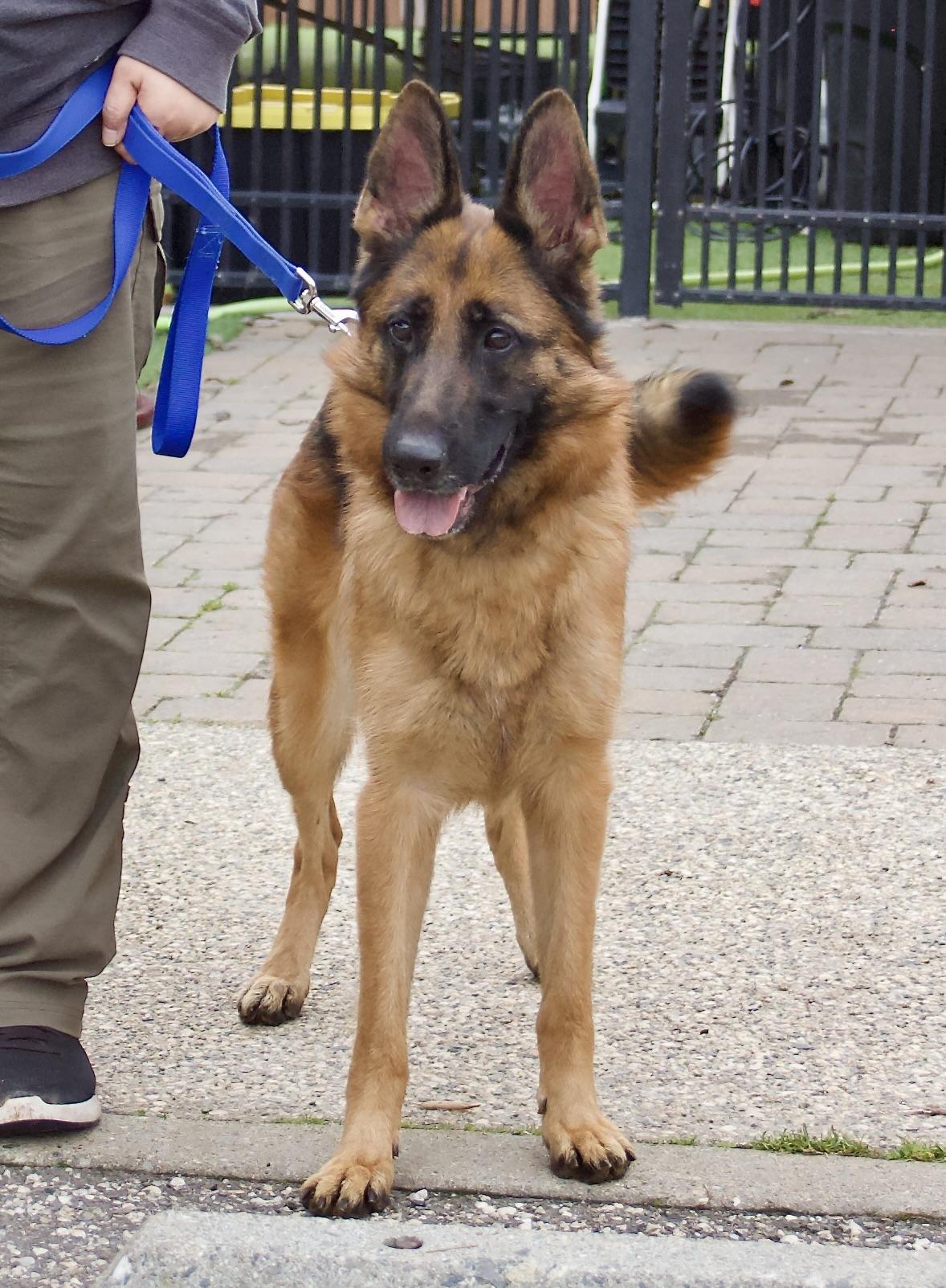 Enlarge Kyrie, a Adoptable Shepherd in Grass Valley, CA image 3/3