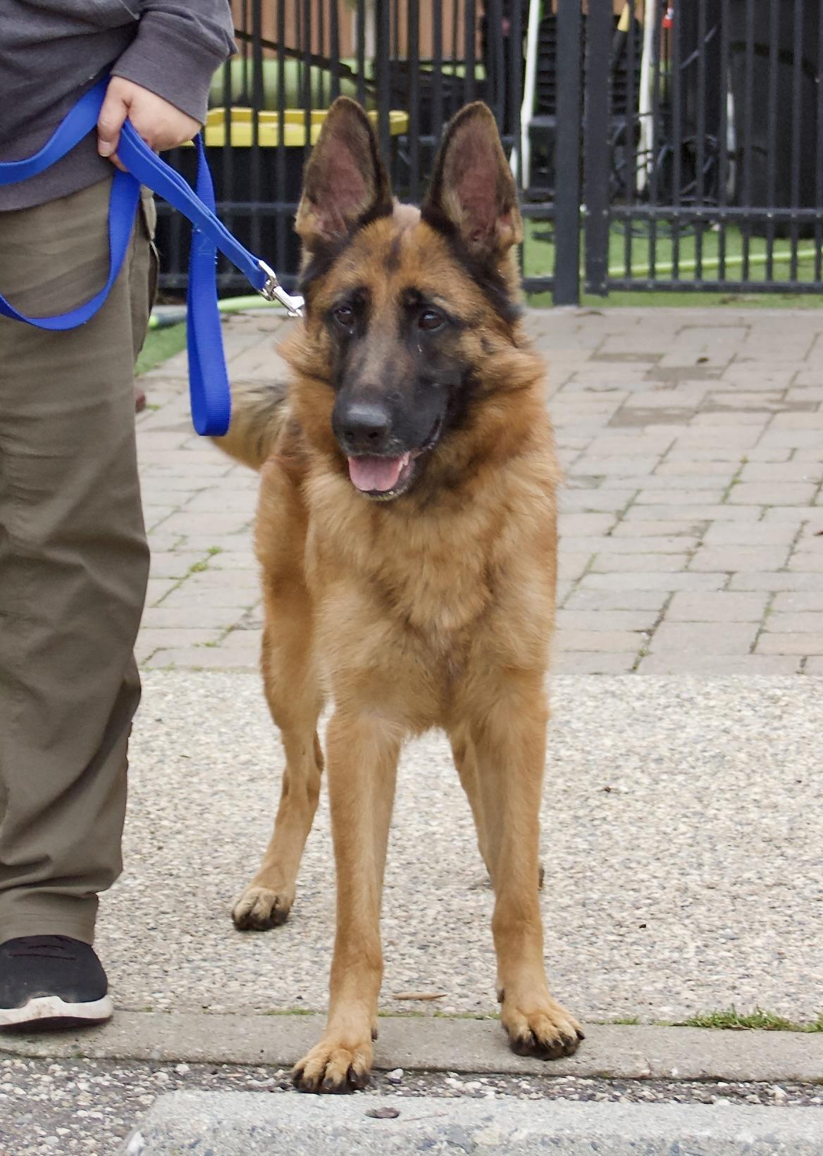 Enlarge Kyrie, a Adoptable Shepherd in Grass Valley, CA image 2/3