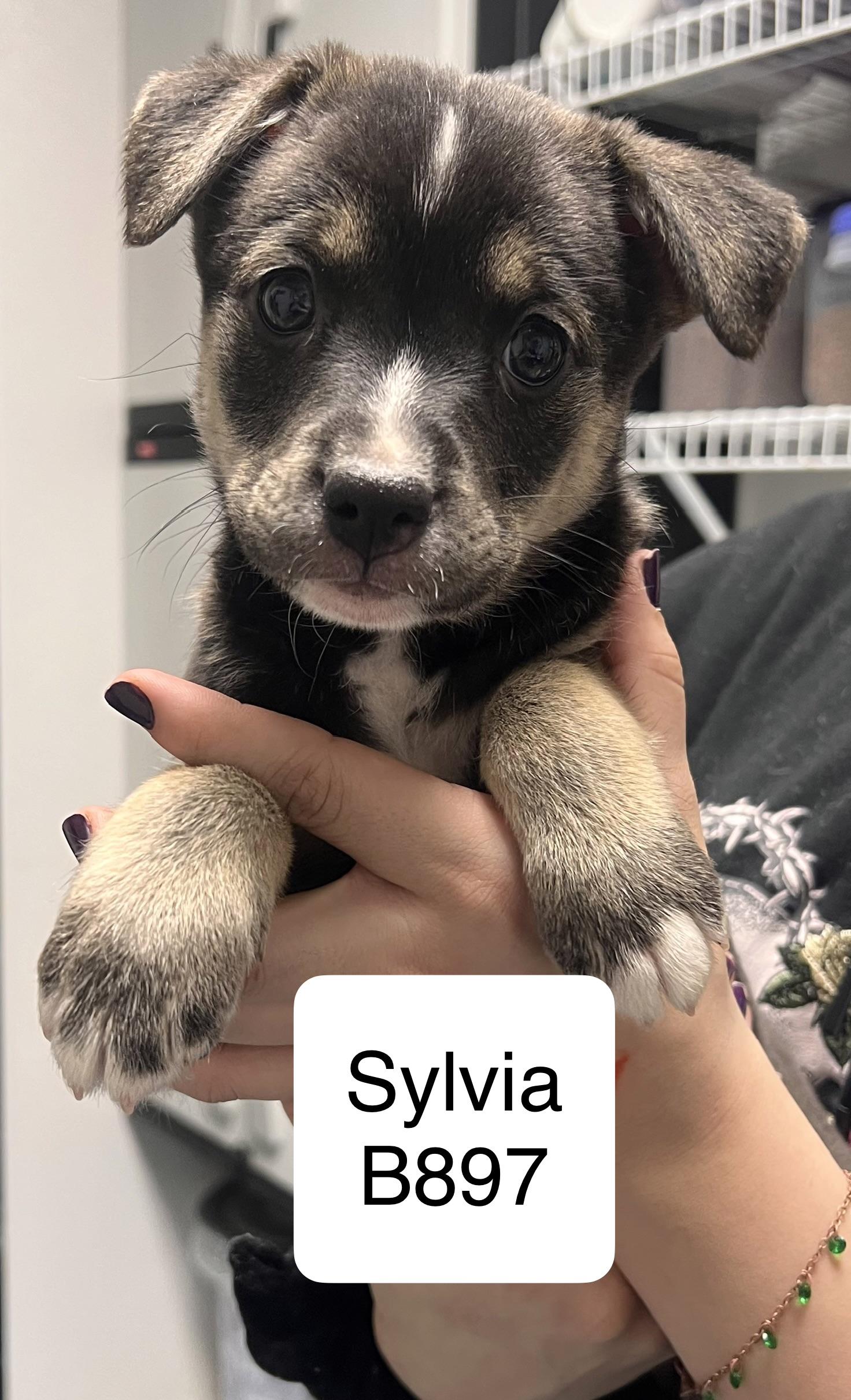 Sylvia, adopted, Puppy Female Wirehaired Terrier & Labrador Retriever.