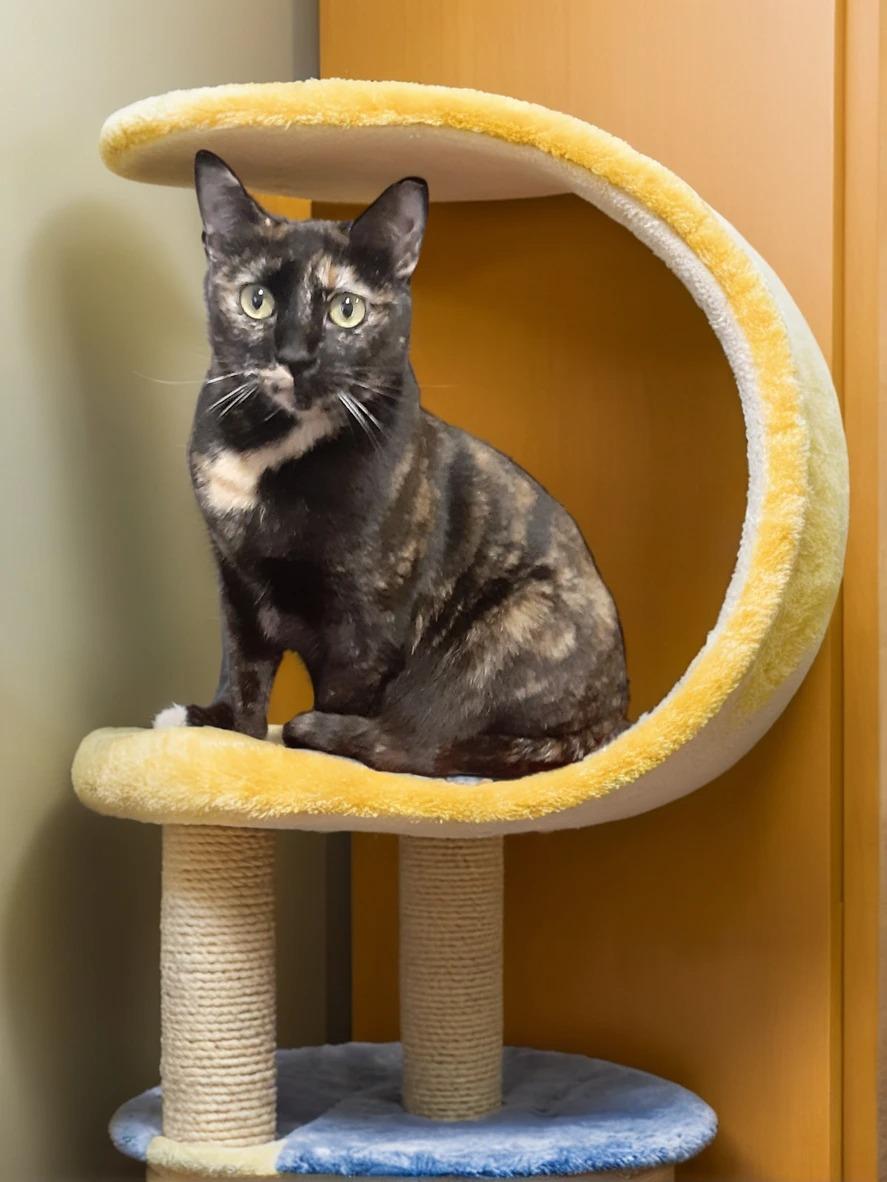 Dahara, Adoptable, Young Female Tortoiseshell.