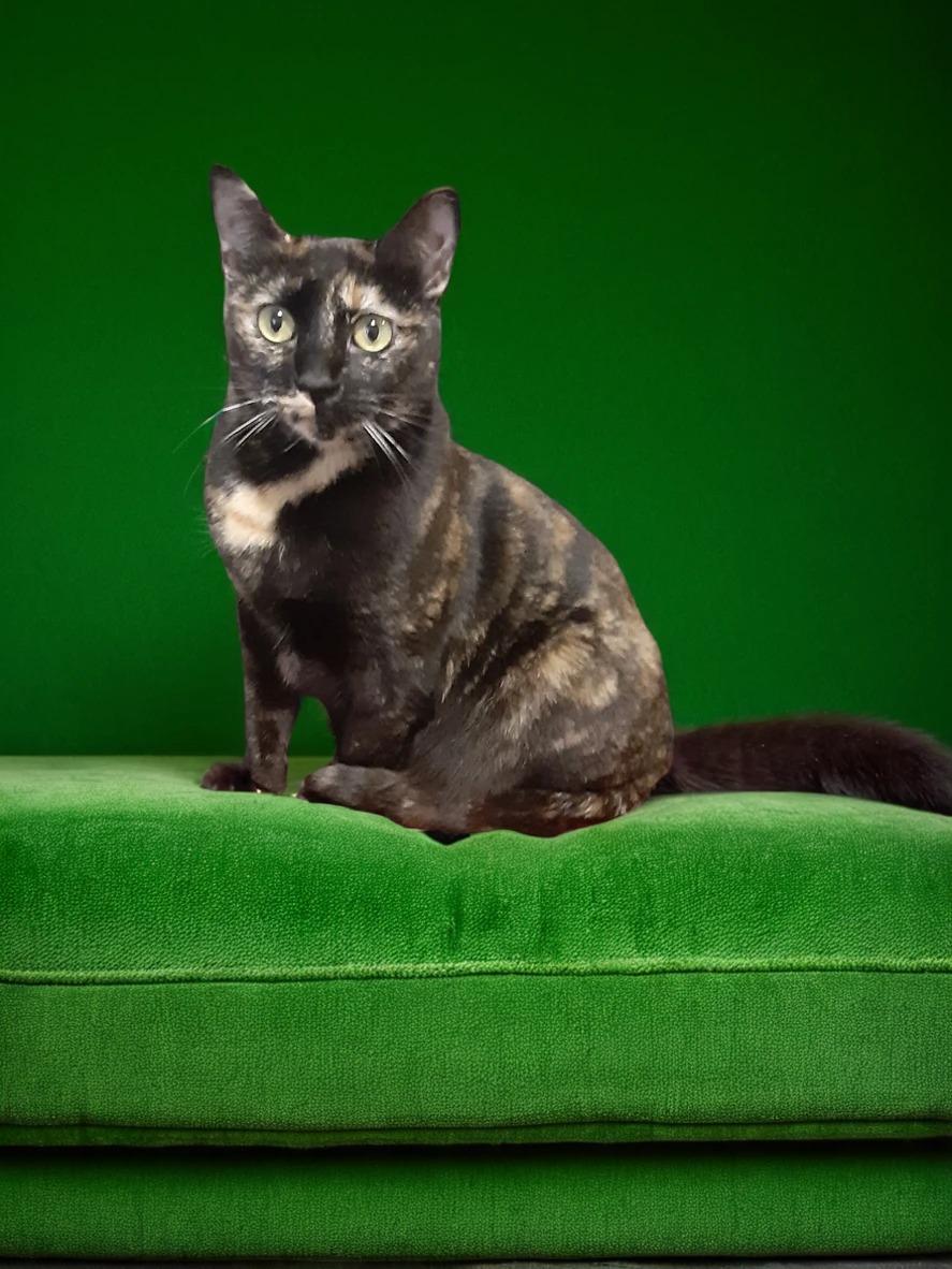 Enlarge Dahara, a Adoptable mixed breed in Antioch, CA image 2/2