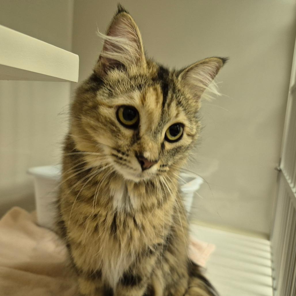 Jynx, a Adoptable Domestic Medium Hair in Drumheller, AB image 1/2