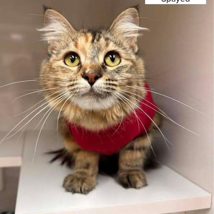 Jynx, a Adoptable Domestic Medium Hair in Drumheller, AB image 2/2