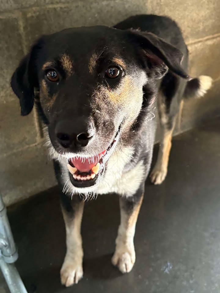 Hairy Pawter, Adoptable, Adult Male Mixed Breed.