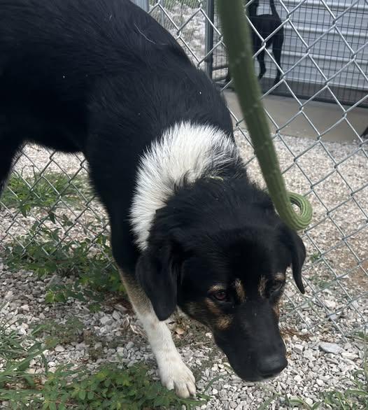 Hairy Pawter, a Adoptable Mixed Breed in Munfordville, KY image 4/4