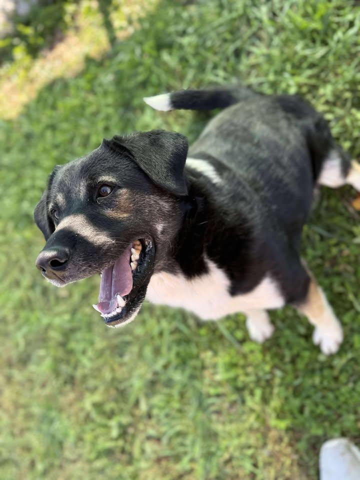 Hairy Pawter, a Adoptable Mixed Breed in Munfordville, KY image 2/4