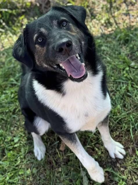 Hairy Pawter, Adoptable, Adult Male Mixed Breed.