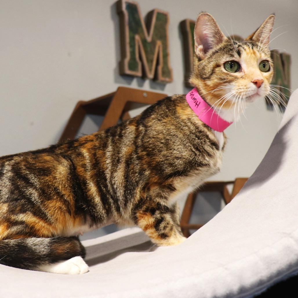 Harper — thumbnail 2