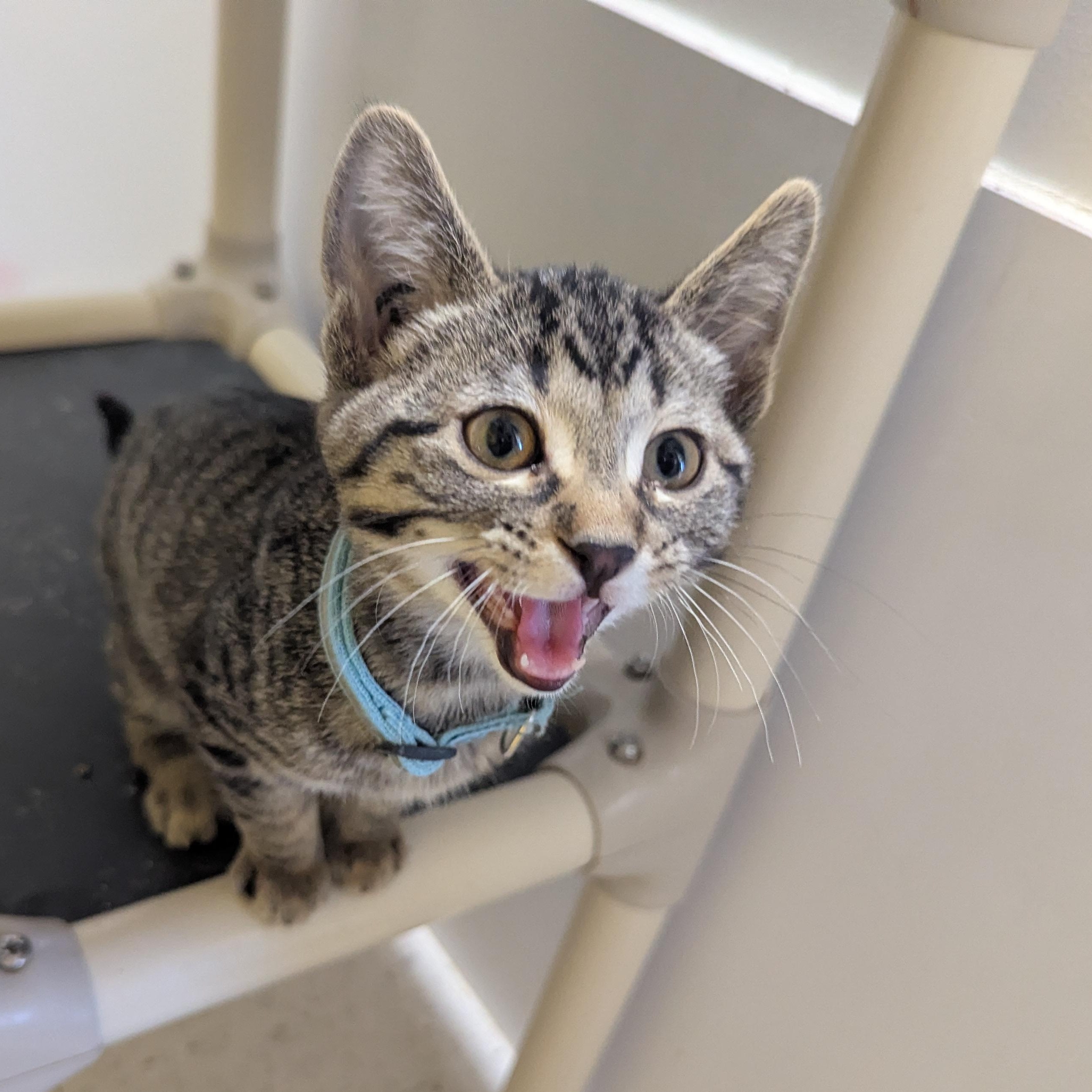 Enlarge Mike Wheeler, a ADOPTABLE Domestic Short Hair in Morden, MB image 1/3