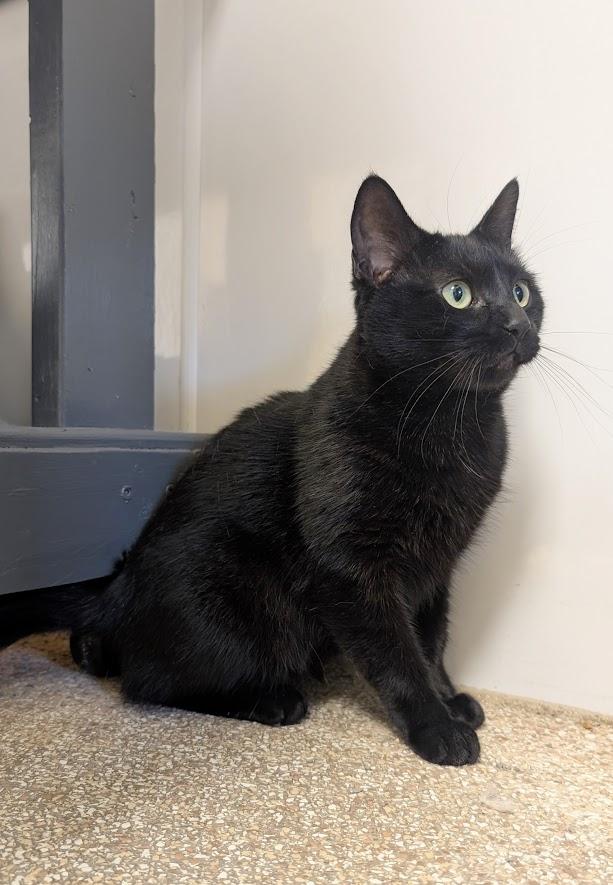 Mimi, a Adoptable mixed breed in Waupun, WI image 2/4