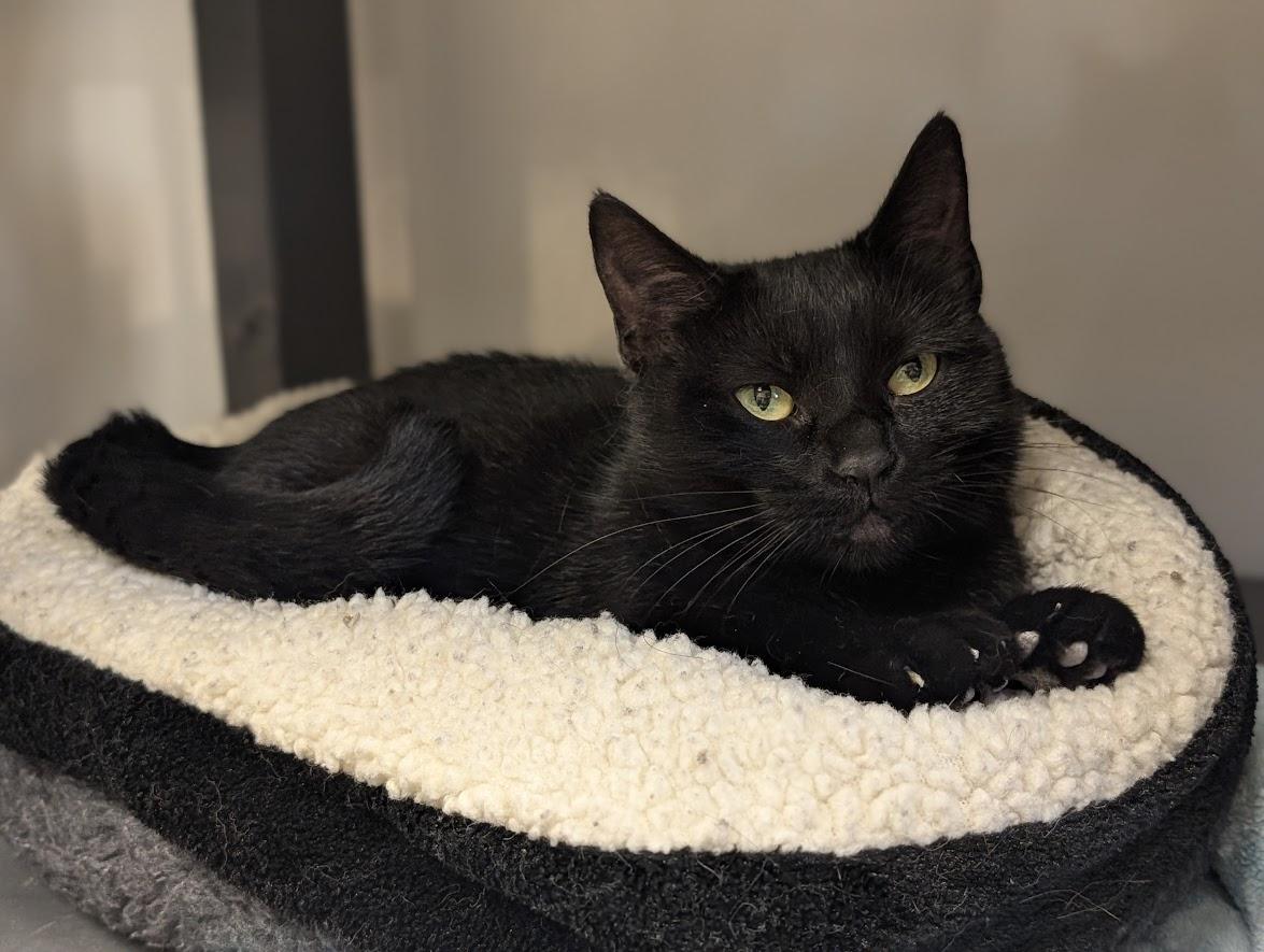 Mimi, a Adoptable mixed breed in Waupun, WI image 3/4