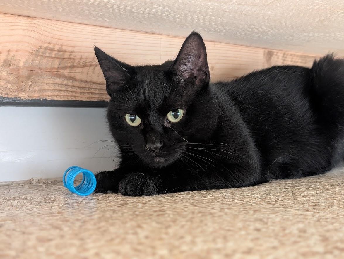 Mimi, a Adoptable mixed breed in Waupun, WI image 4/4