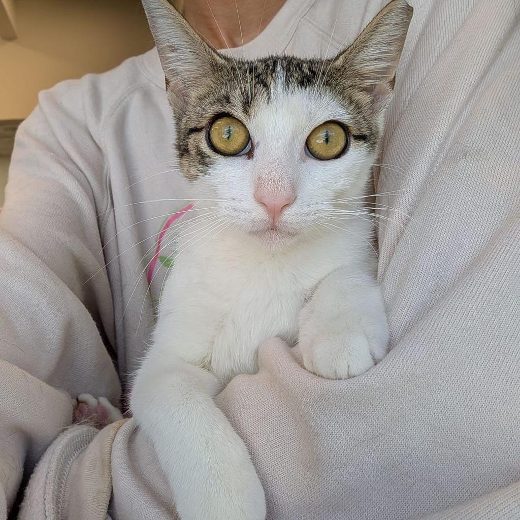 Enlarge Odette, a Adoptable Domestic Short Hair in Boston, MA image 1/2
