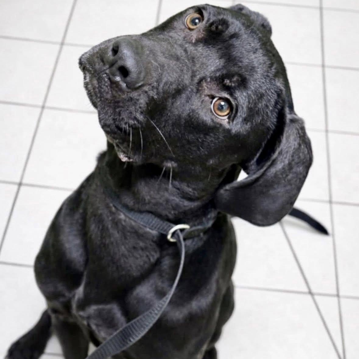 Enlarge Theodore, a ADOPTABLE mixed breed in Battle Creek, MI image 1/2