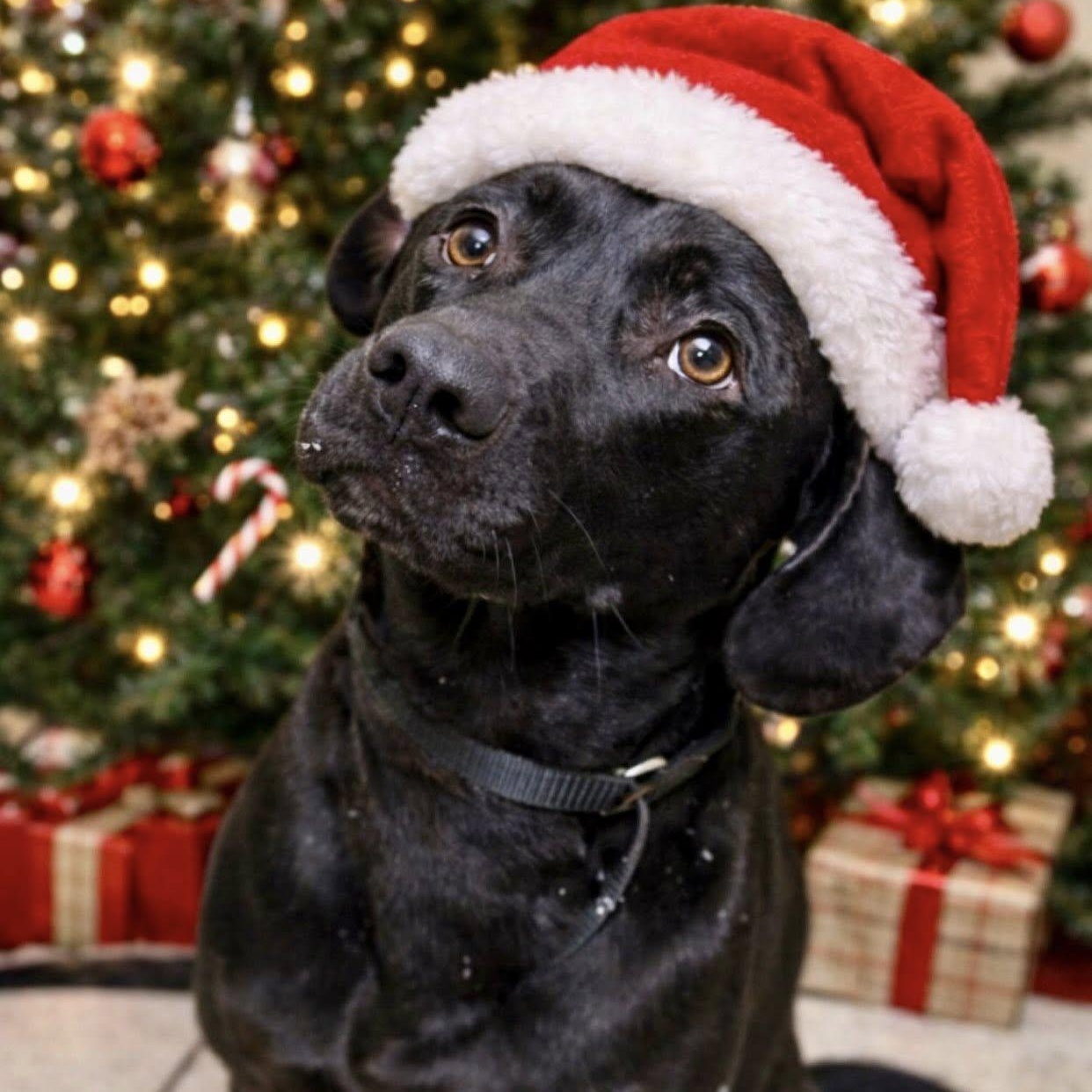 Theodore, ADOPTABLE, Young Male Black Labrador Retriever.
