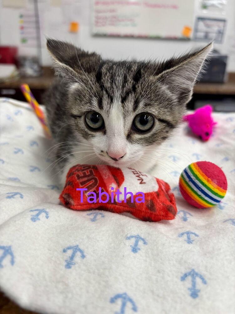 Tabitha, Adoptable, Kitten Female Domestic Medium Hair & Tabby.