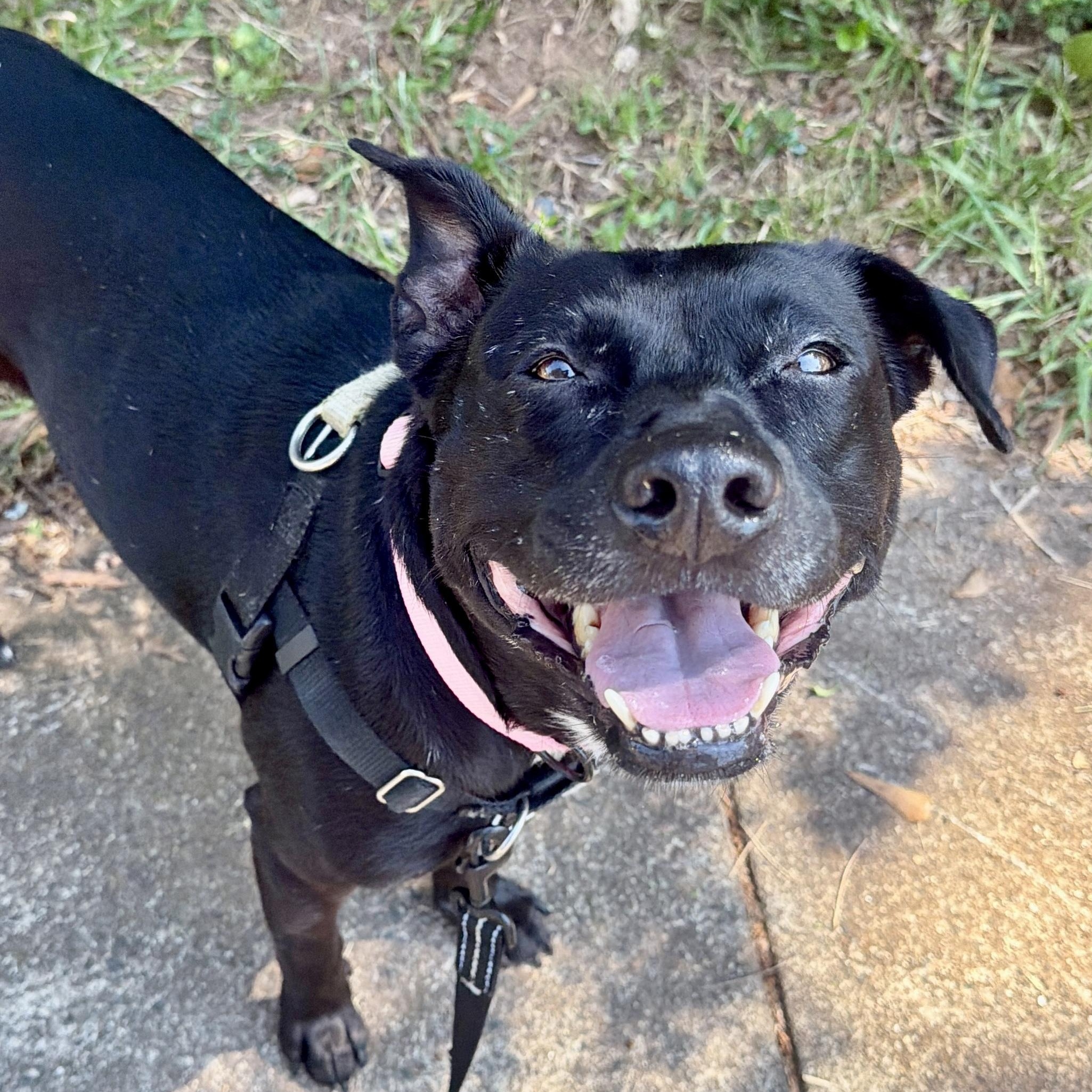 Enlarge Penelope, a Adoptable mixed breed in Charlotte, NC image 2/6