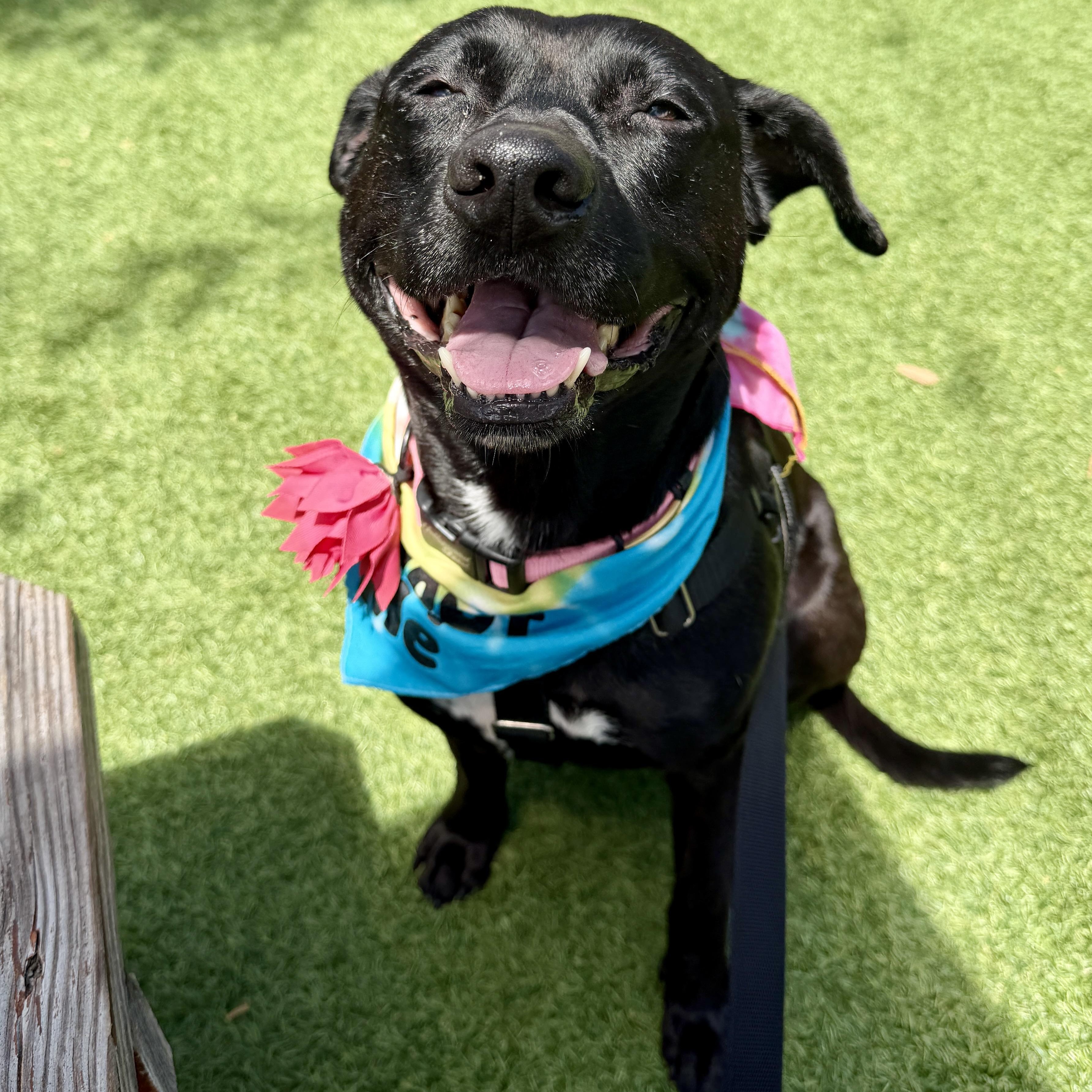 Penelope, Adoptable, Adult Female Pit Bull Terrier & Black Labrador Retriever.