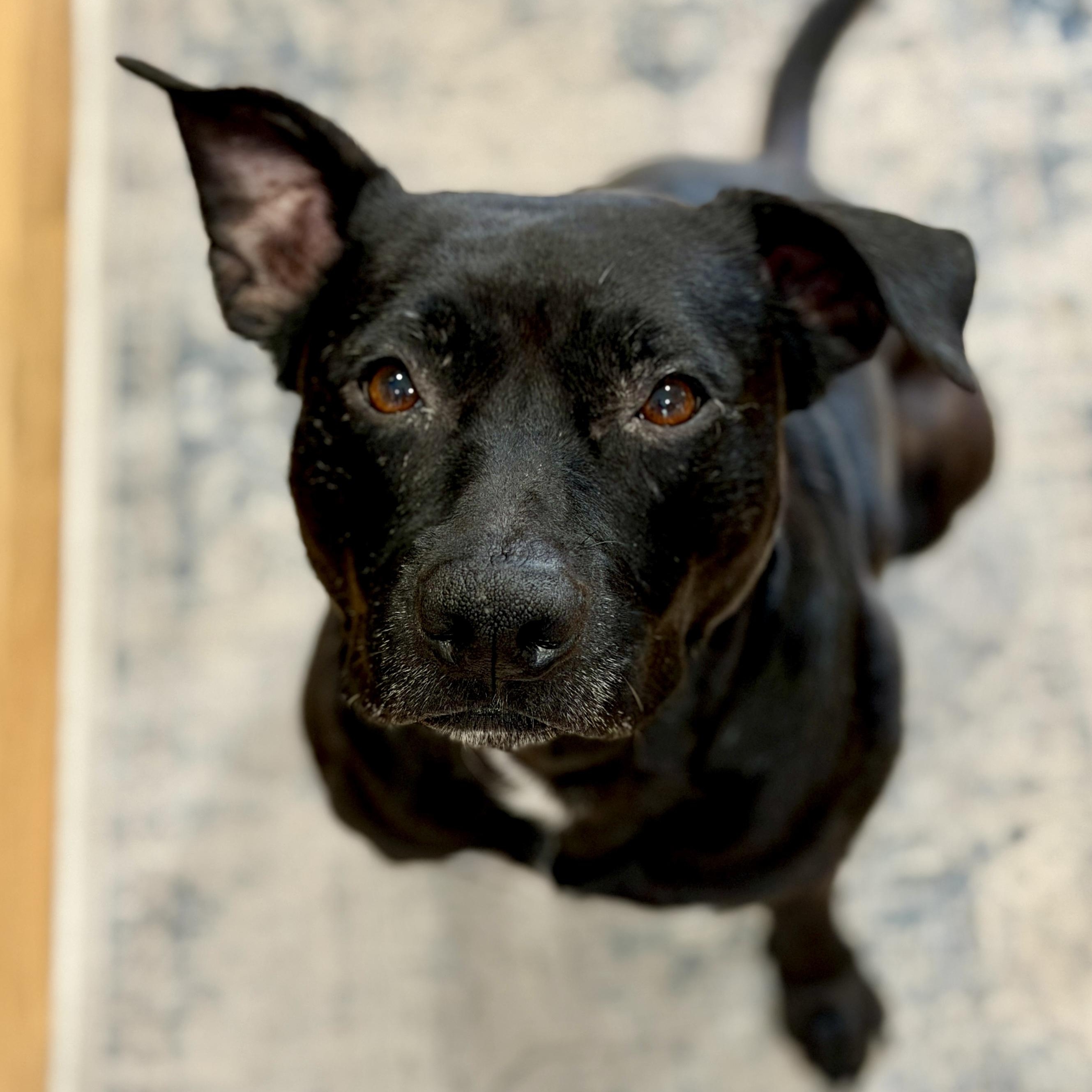Enlarge Penelope, a Adoptable mixed breed in Charlotte, NC image 6/6