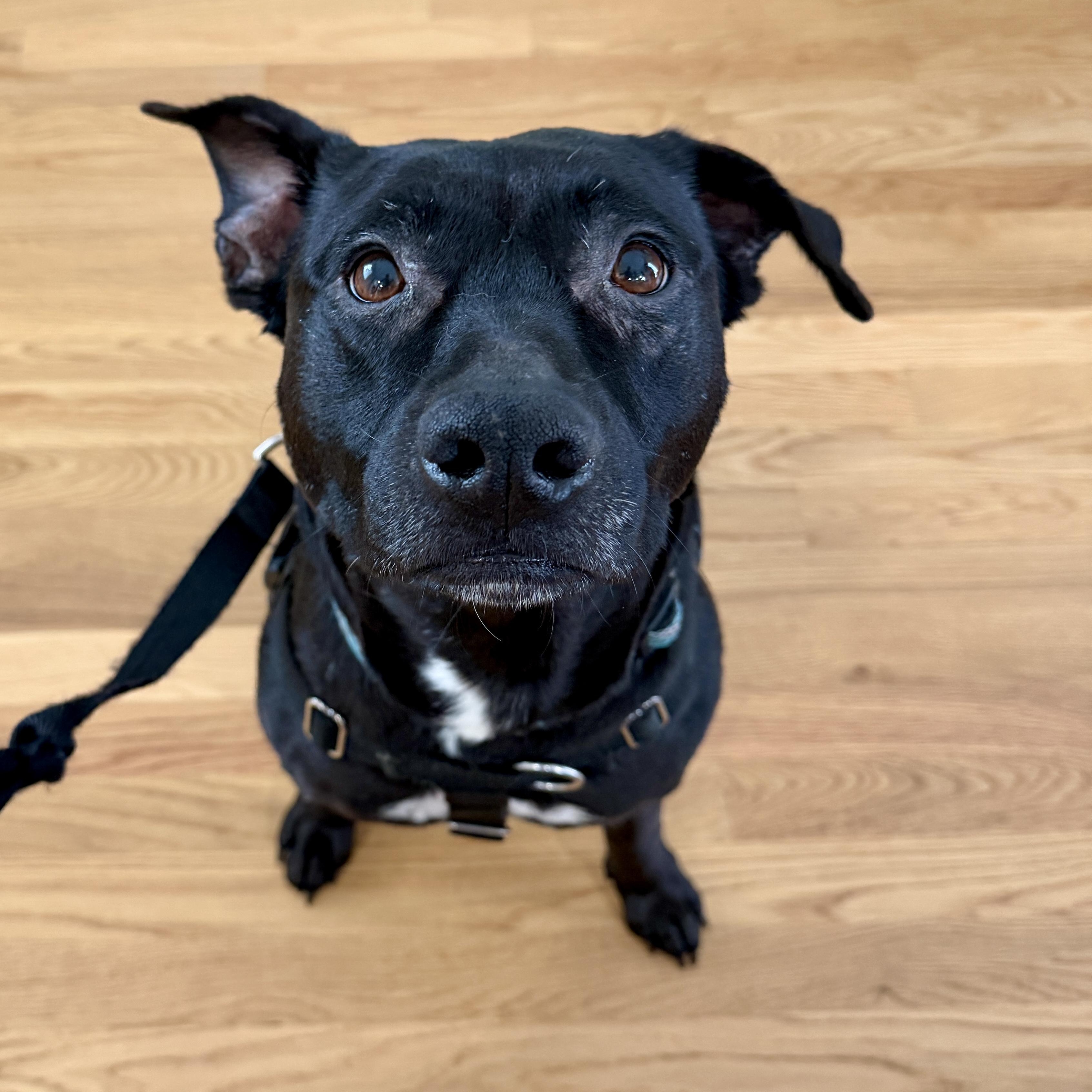 Enlarge Penelope, a Adoptable mixed breed in Charlotte, NC image 4/6