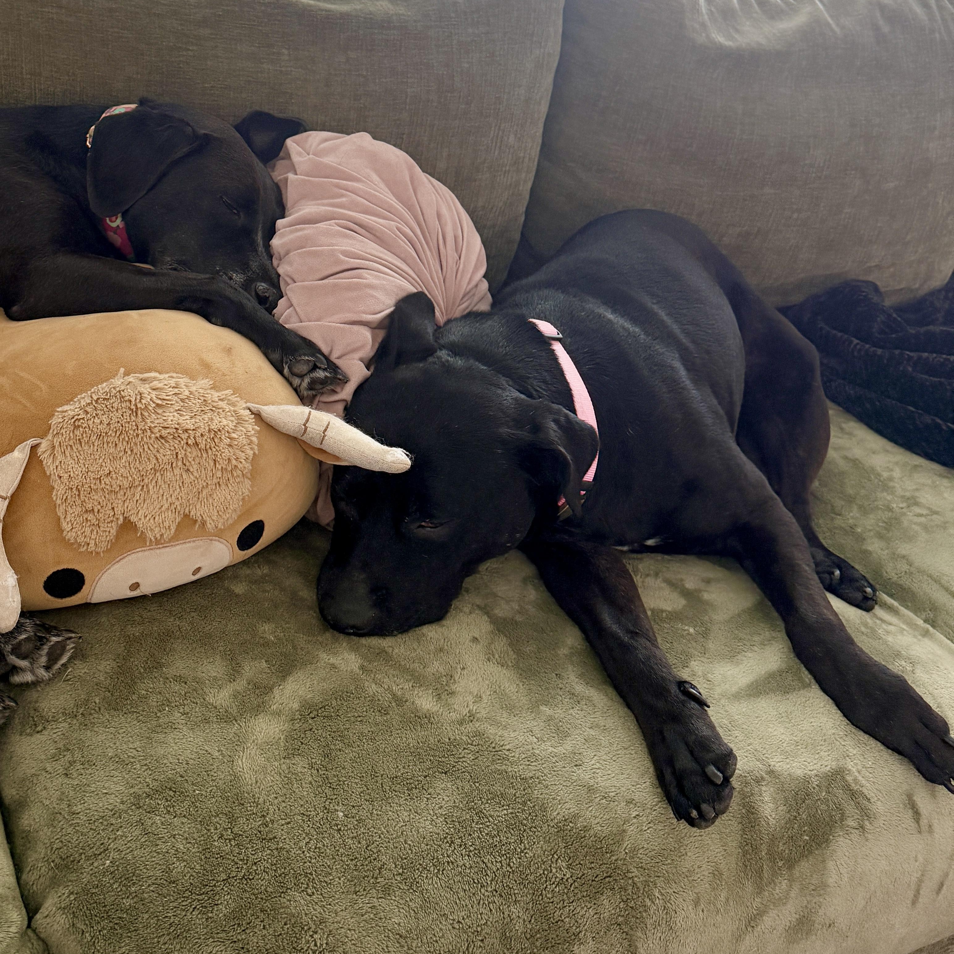 Enlarge Penelope, a Adoptable mixed breed in Charlotte, NC image 5/6
