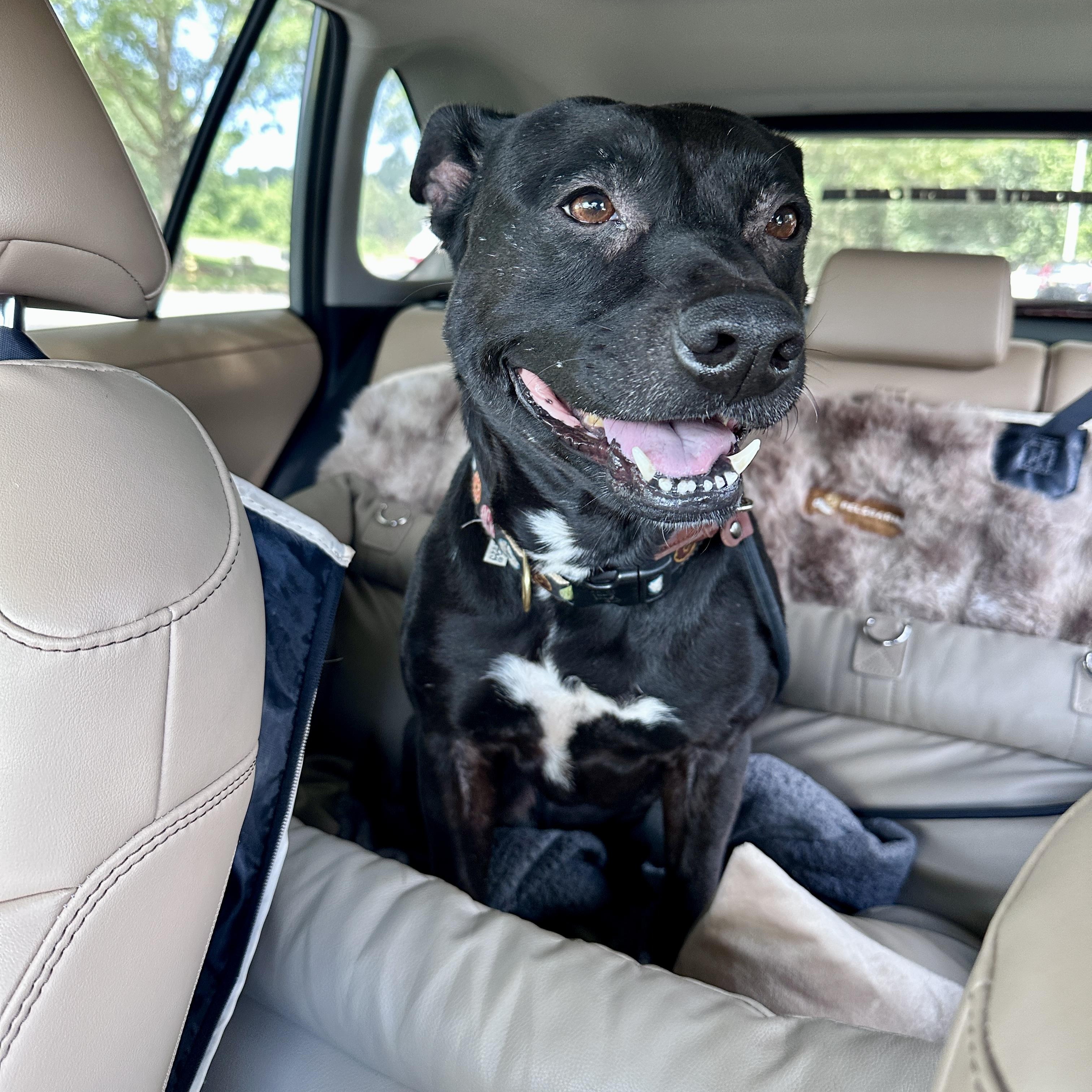 Enlarge Penelope, a Adoptable mixed breed in Charlotte, NC image 3/6