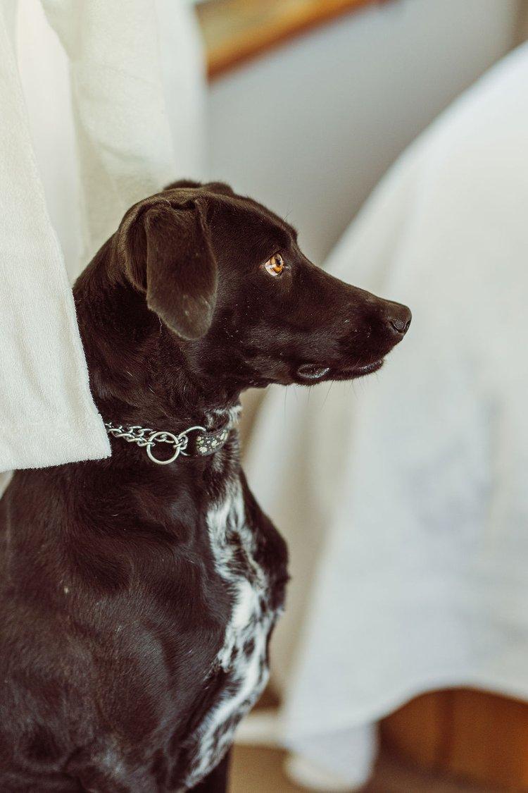 VANNA, an adoptable Mixed Breed in North York, ON, M6A 3B6 | Photo Image 4
