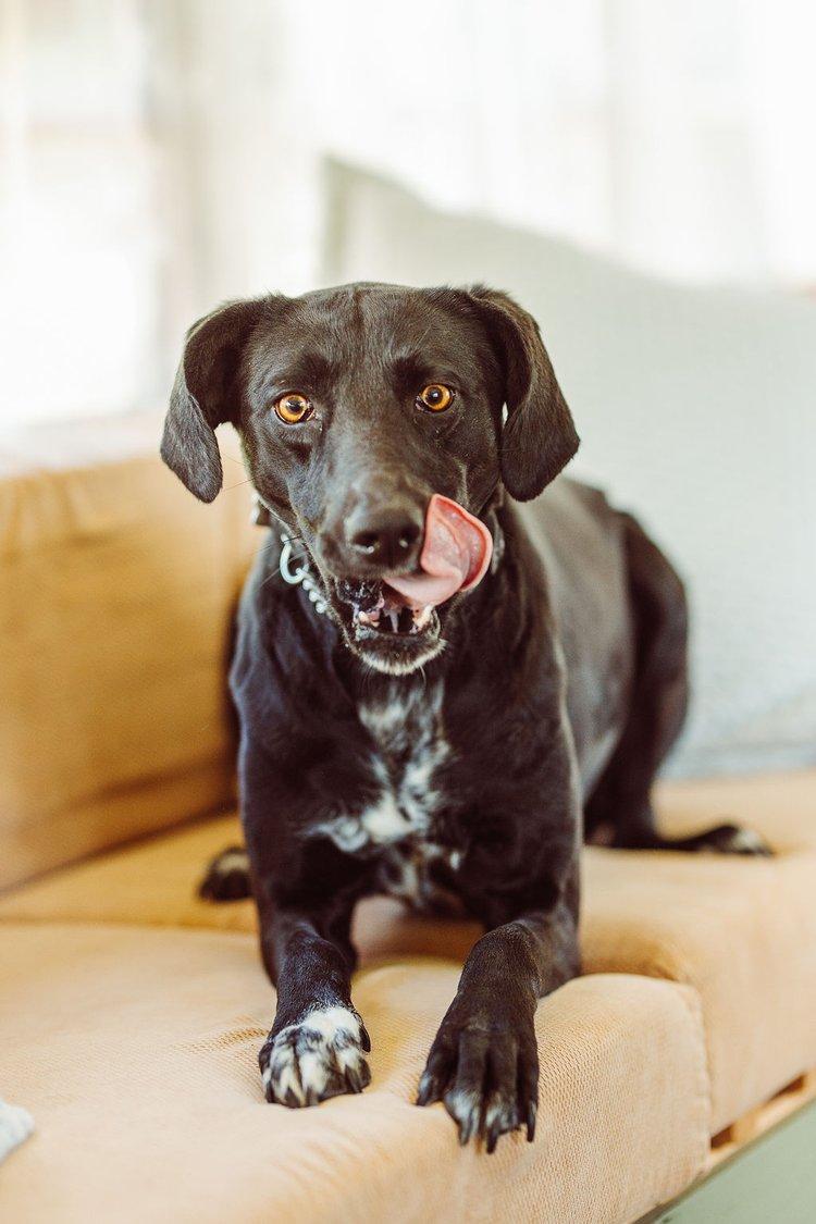 VANNA, an adoptable Mixed Breed in North York, ON, M6A 3B6 | Photo Image 5
