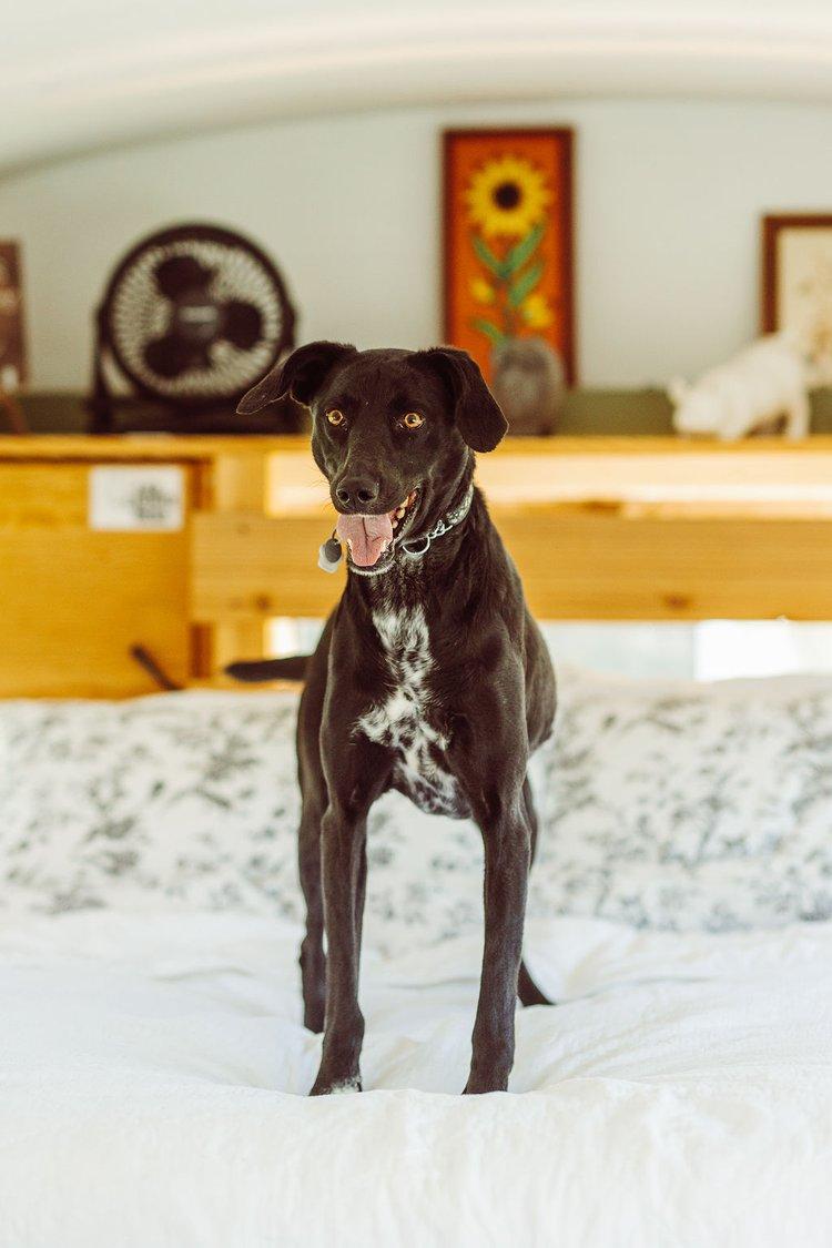 VANNA, an adoptable Mixed Breed in North York, ON, M6A 3B6 | Photo Image 2