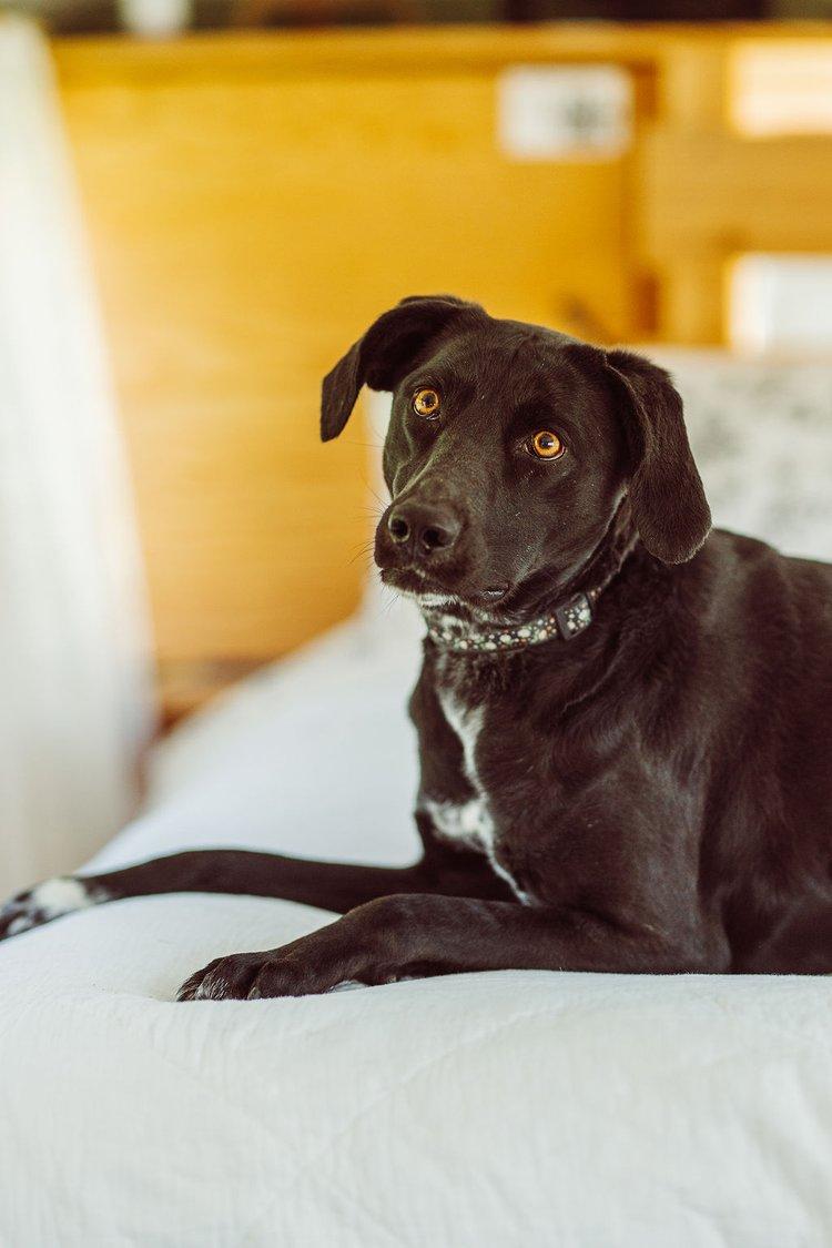 VANNA, an adoptable Mixed Breed in North York, ON, M6A 3B6 | Photo Image 1