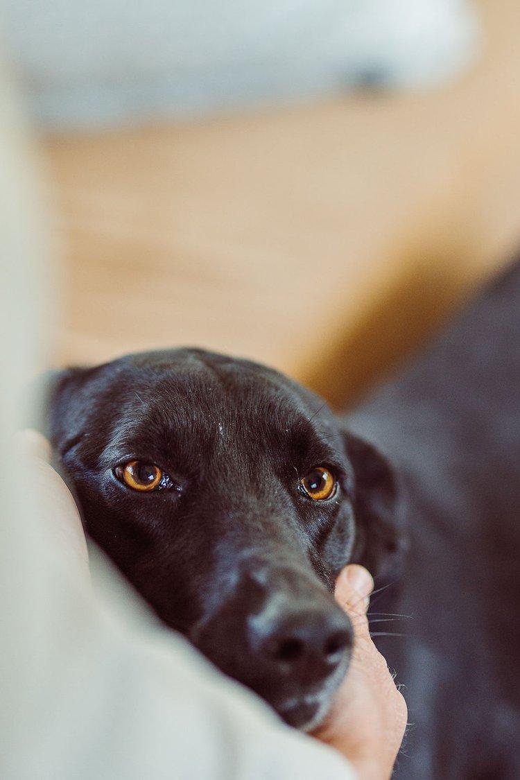 VANNA, an adoptable Mixed Breed in North York, ON, M6A 3B6 | Photo Image 3