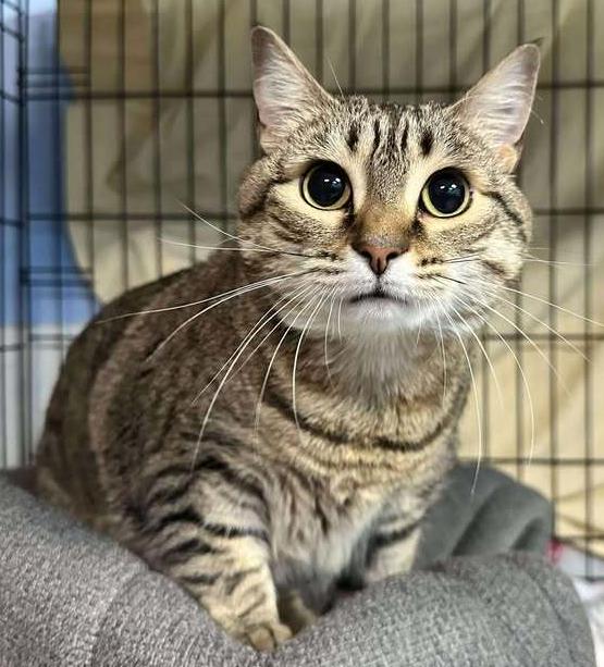 Gidget, Adoptable, Adult Female Domestic Short Hair.