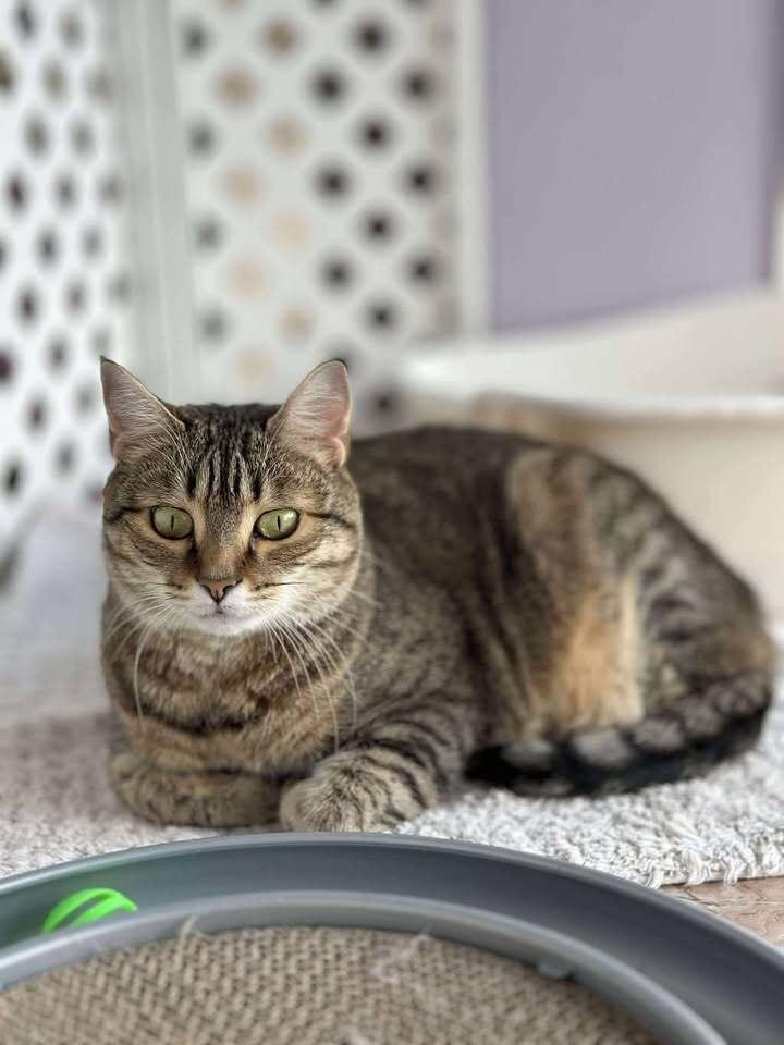 Enlarge Gidget, a Adoptable mixed breed in Woodbridge, VA image 2/2