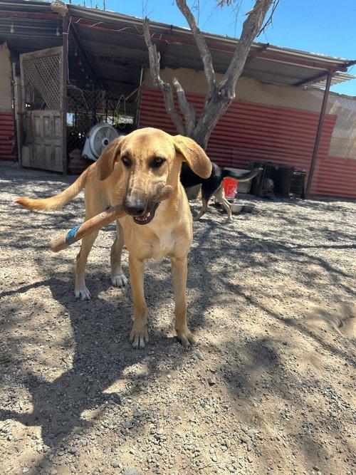 Enlarge Ivy, a Adoptable mixed breed in Seattle, WA image 5/5