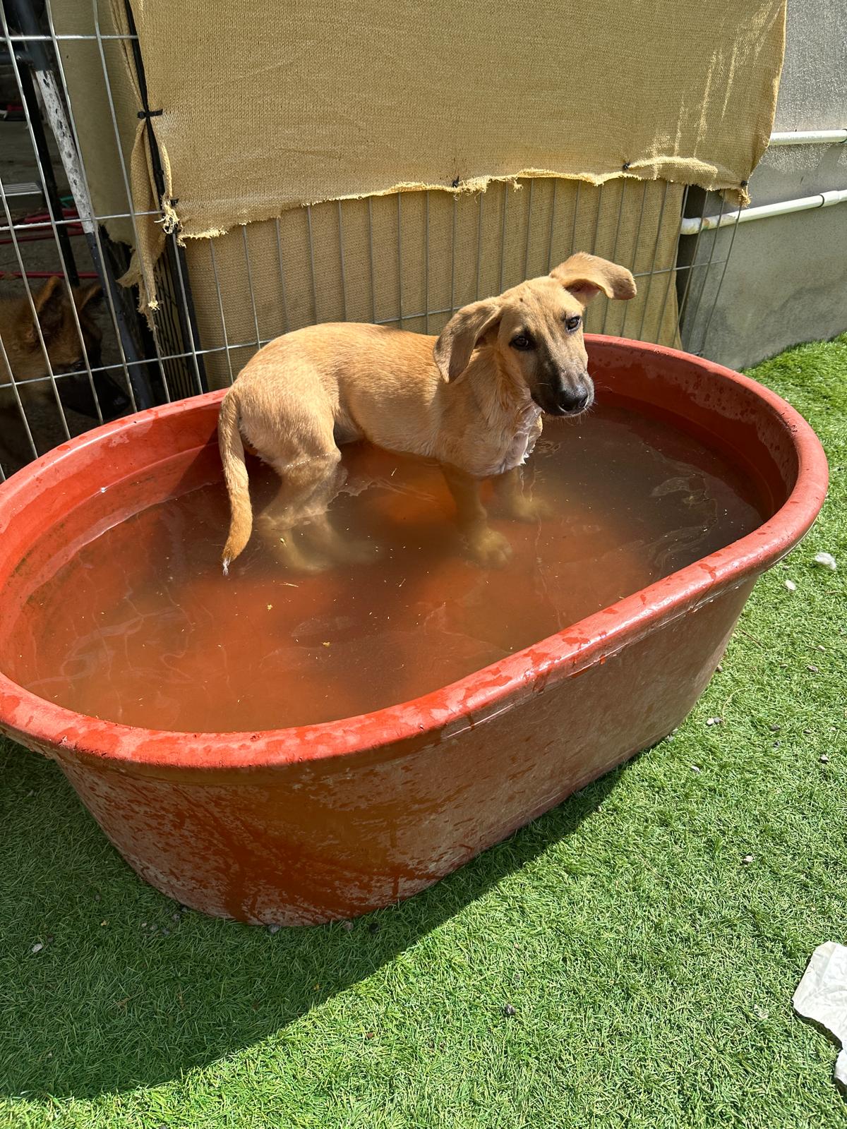 Enlarge Ivy, a Adoptable mixed breed in Seattle, WA image 3/5