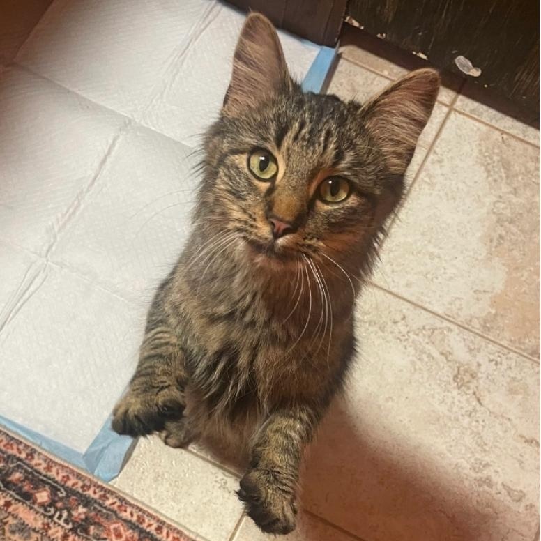 Enlarge Eliza, an adopted mixed breed in Warr Acres, OK image 2/2