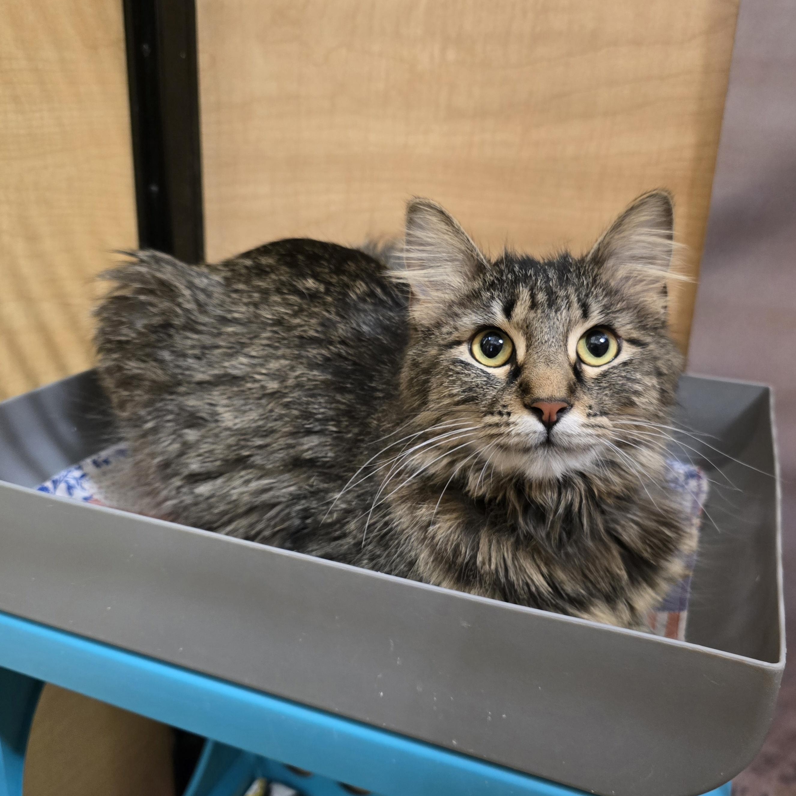 Eliza, adopted, Kitten Female Tabby & Domestic Medium Hair.