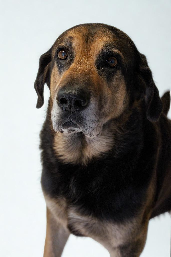 Enlarge Bernie, a Adoptable Bloodhound in Morgantown, KY image 1/1