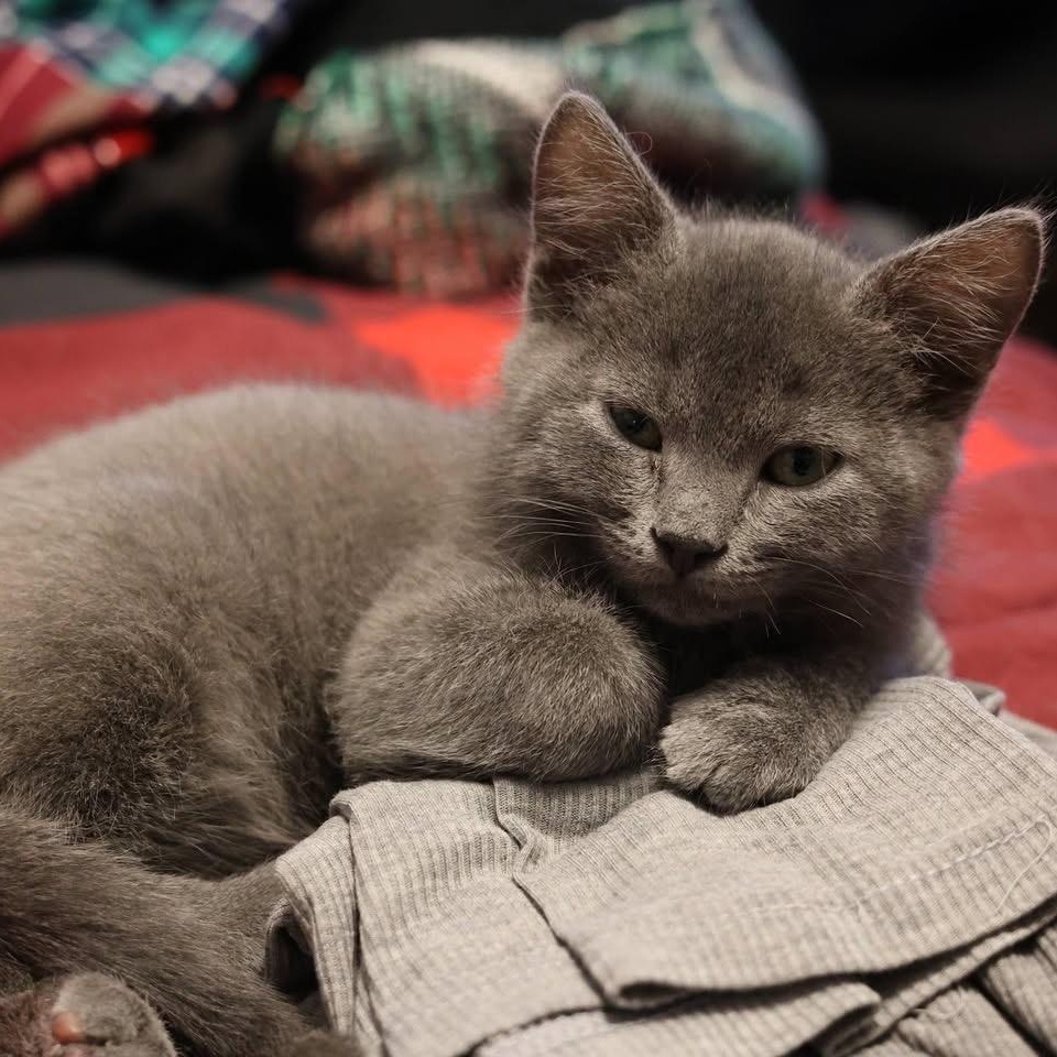 Rat Monster, adopted, Kitten Male Domestic Short Hair.